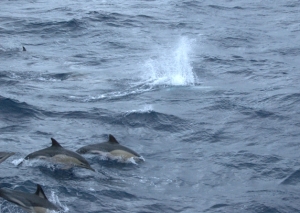 Golfinhos à vista